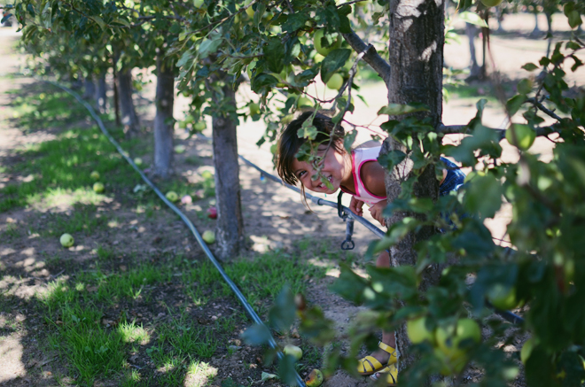 apple picking in julian