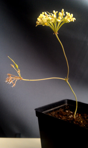 Pelargonium luteolum, a tuberous species