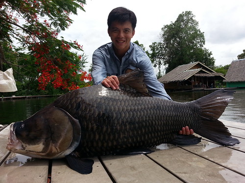 mekong giant carp