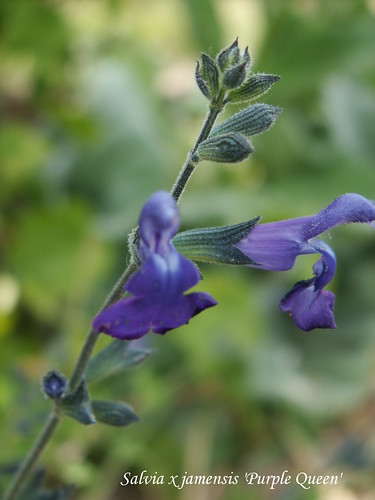 Salvia x jamensis 'Purple Queen'