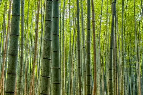 kyoto japan arashiyama wood forest bamboo up sky wideangle lowangle nature dense stem long symmetrical plant green yellow tropical white key scars leaf leafs lines curves hdr