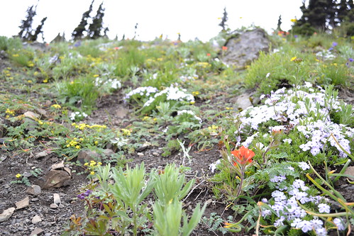 wildflowers olympicmountains olympicnp sunriseridge