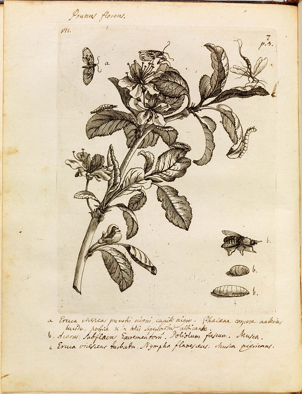 historical science B+W + colour engravings-illustrations of butterflies, bees, moths + plants + flowers in-situ (1700s)