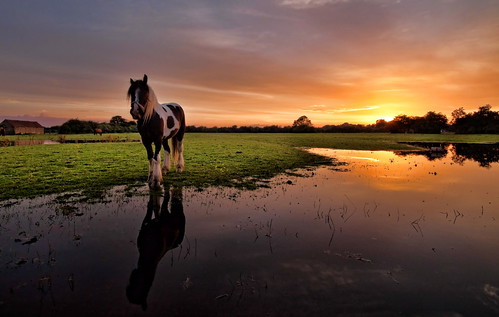 uk sunset horse puddle cottingham prioryrd