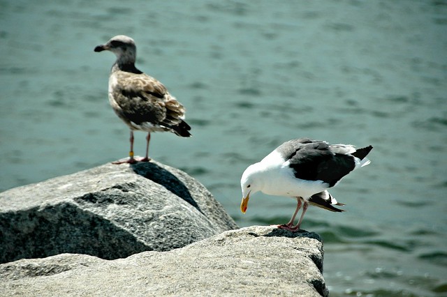 California Gull and Juvenile