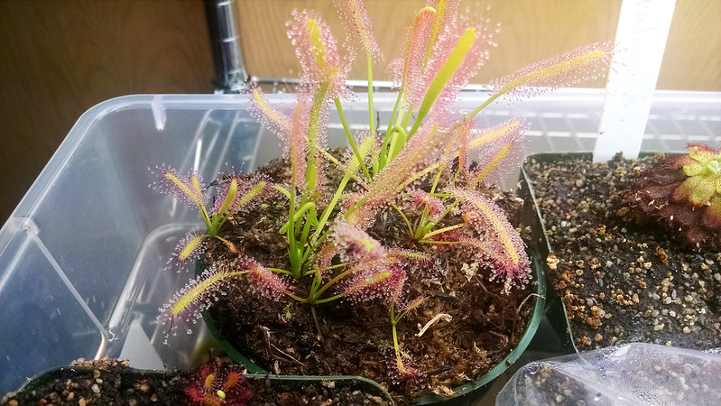 Drosera capensis seedlings ready to be repotted.