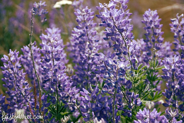 Montana Elkhorn Purple Flowers 5_feistyharriet_July 2014