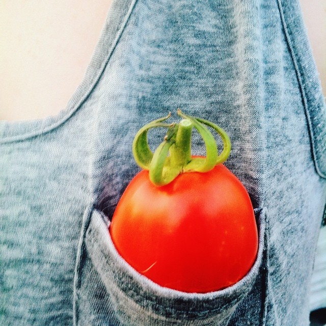 Pockets are great for storing tomatoes. #tomato #tomatoes #red #pocket #storage #vegetablegarden #rooftop #NYC #Brooklyn #vegetables #healthyeating #garden #gardening #urbanfarming #urbangarden #containergarden #harvest #gardenchat #farmgirl #getgrowi