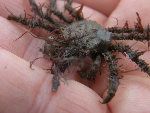 Tiny spider crab