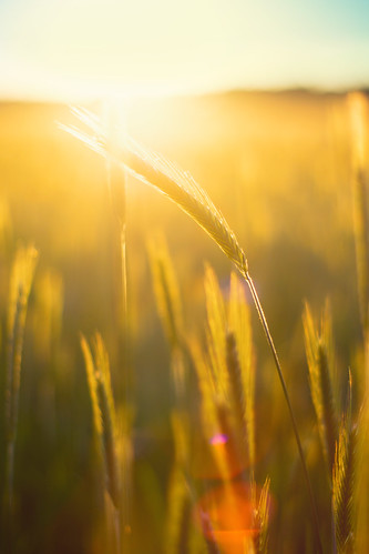 sunset summer sun sunlight nature field barley sunshine countryside corn sonnenuntergang sundown sommer sony natur feld sunny land sonnig sonne sommerabend summerevening korn gegenlicht a77 sonnenschein gerste sonnenlicht