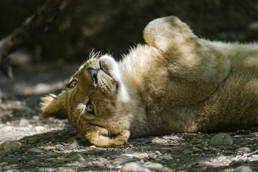Rolling cub | This cub was really feeling comfortable and la ...