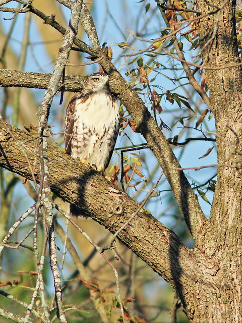 Red-tailed Hawk 20140926