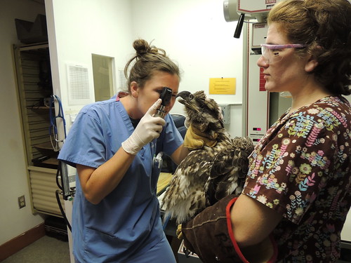 One of the eagles has some retinal scarring, but it will not affect their release and survival