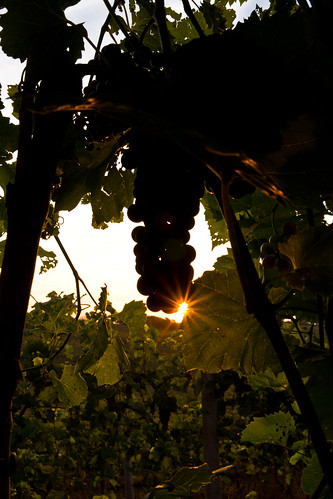 leica rural vineyard farm iowa winery baldwin taborhome leicax2