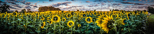 sunflowers harfordcounty jarrettsvillepike hessroad