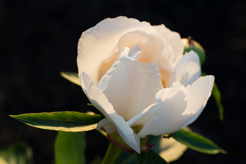 light sunset white flower closeup garden blossom peony