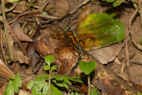 具有明顯琥珀色翅斑的雌鉤鋏晏蜓特寫。林試所提供。