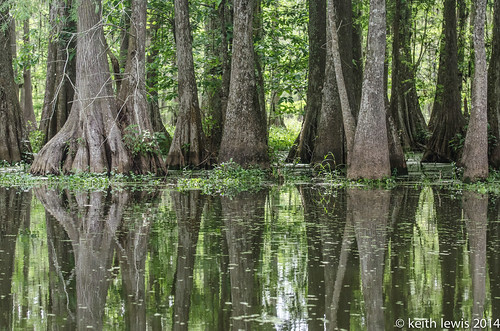 trees louisiana unitedstates bayou swamp lakemartin breauxbridge