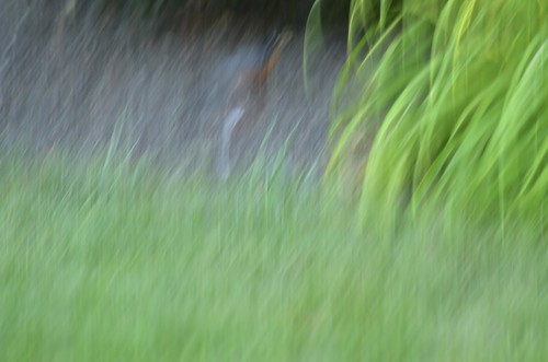 abstract green background lawn abstact
