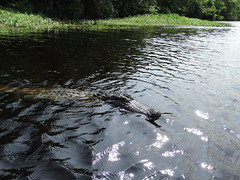 Swamps - Rivers - Bayou (63)