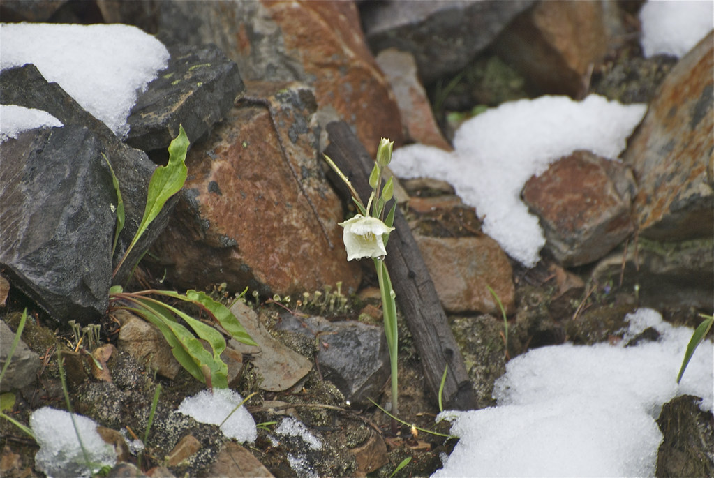 Mariposa lily in June snow