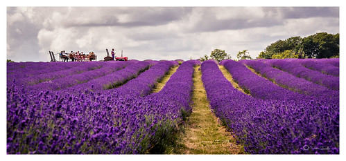 comma kent lavender mayfield butterfly farm field ride summer2014 tractor