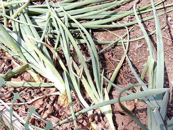 harvesting-and-storing-onions-03