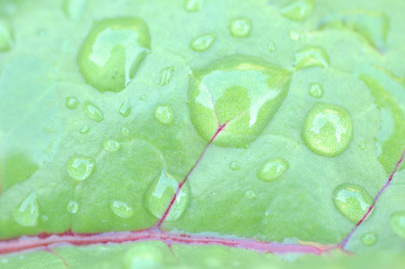 beet leaf landscape. III.
