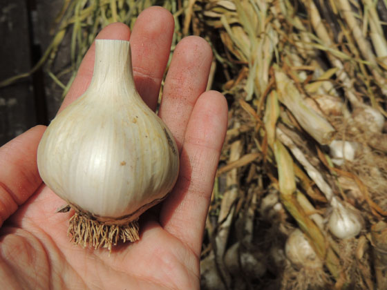 cleaning-storing-dry-garlic-05