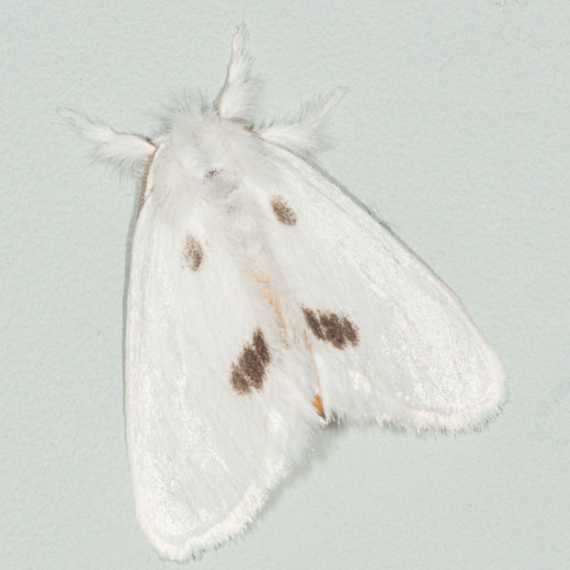 モンシロドクガ Sphrageidus similis