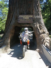 Fred going through the Chandelier tree