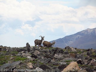 Pronghorns on the slopes of Ypsilon Mountain, Rocky Mountain National Park, Colorado