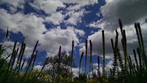 clouds wildflowers iowastatecapitol