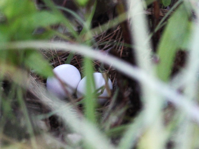 Common Ground-Dove nest with eggs 20140823