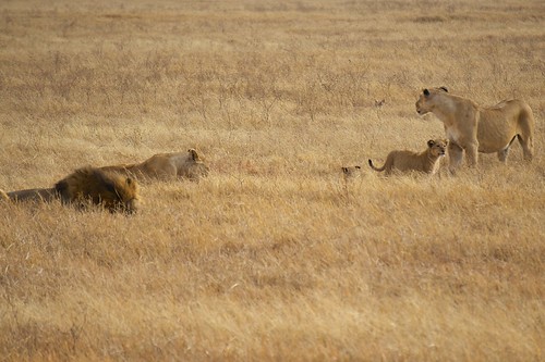 africa tanzania safari lions cubs ngorongorocrater lioness