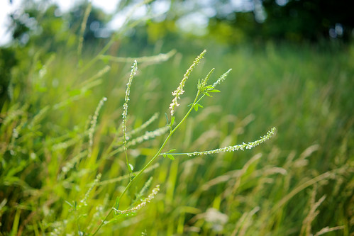 county ohio summer nature field digital zeiss 35mm farm sony ridge valley heath newark fe flint licking a7 24x36