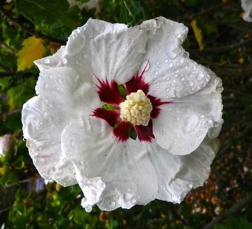 Hibiscus Flower DSCN3260