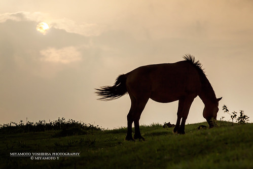 sunset horse cloud sun animal japan cape kyushu miyazakipref toicape