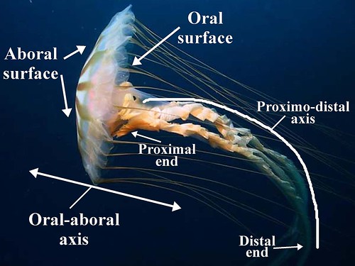 Science Wednesday: Jellyfish! - Pounding The Rock