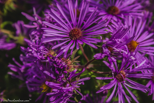 unitedstates pennsylvania greenecounty windridge purpleaster dukelake ryersonstatepark