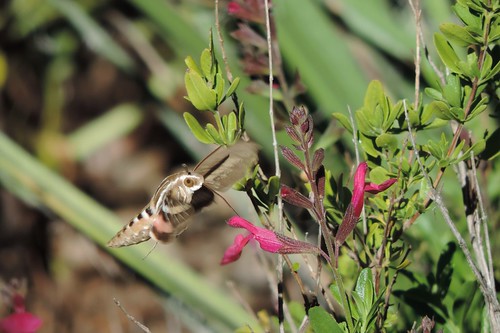 Hummingbird Moth, Hemaris thysbe