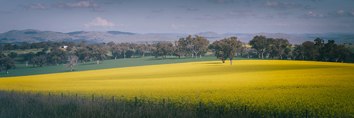 yellow gold australia fields newsouthwales canola harden