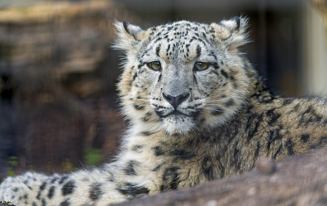 Lying cute snow leopard cub