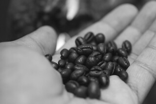 Philippines Civet Coffee - Coffee beans bw