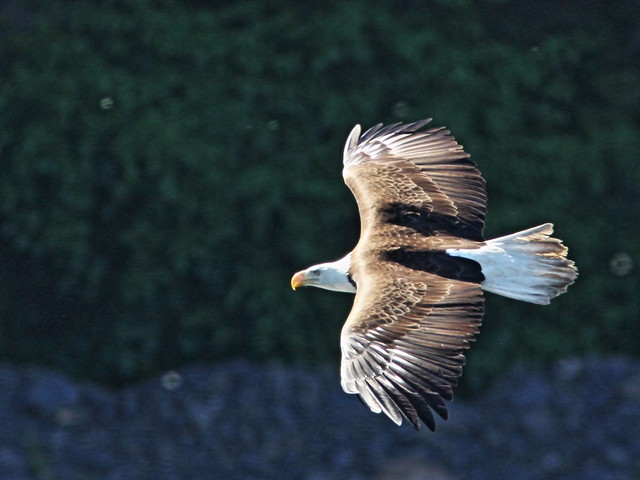 Bald Eagle in flight 2-20140616