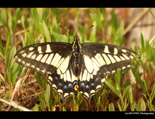 Anise Swallowtail (Papilio zelicaon)