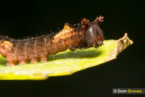 Second instar puss moth larva on aspen leaf