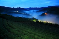 闇雲勦 ~ Dawn, fog and glaze Light of Tea Garden @ 坪林 Pinglin, Taipei  ~