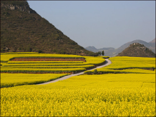 china flowers yellow fleurs jaune champs hills fields 中国 yunnan chine rapeseed collines colza 云南 luoping 罗平 sonynex6