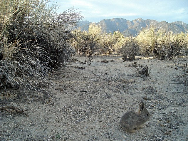 juvenile pygmy rabbit
